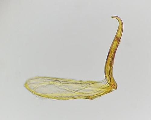 Réf. 318 237 : Bacanius punctiformis